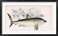 Basking Shark Jonathan Couch Fine Art Print