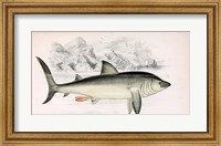 Basking Shark Jonathan Couch Fine Art Print