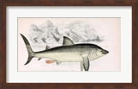 Basking Shark Jonathan Couch Fine Art Print