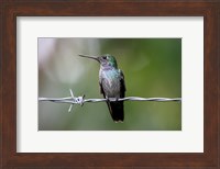 Blue-Chested Hummingbird Fine Art Print