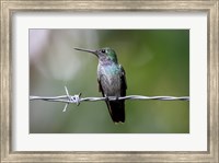 Blue-Chested Hummingbird Fine Art Print