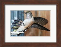 Broad-tailed Hummingbird Female Landing at Feeder Fine Art Print