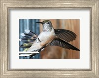 Broad-tailed Hummingbird Female Landing at Feeder Fine Art Print