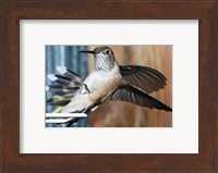 Broad-tailed Hummingbird Female Landing at Feeder Fine Art Print