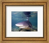Bull shark Fine Art Print