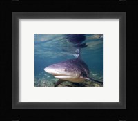 Bull shark Fine Art Print