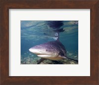 Bull shark Fine Art Print