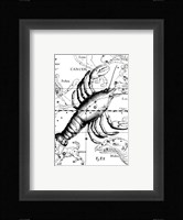 Cancer Hevelius Fine Art Print