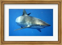 Carcharhinus Falciformis off Cuba Fine Art Print