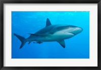 Carribbean Reef Shark Fine Art Print