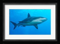 Carribbean Reef Shark Fine Art Print