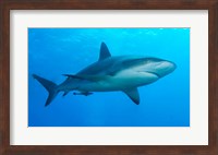 Carribbean Reef Shark Fine Art Print