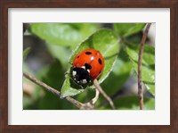 Coccinellidae Fine Art Print