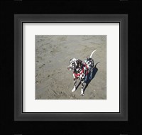 Dalmatian Castanhas Fine Art Print