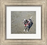 Dalmatian Castanhas Fine Art Print