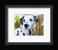 Dalmatian Portrait Fine Art Print