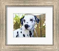 Dalmatian Portrait Fine Art Print