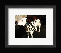 Dalmatian in Croatia Fine Art Print