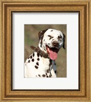 Dalmatian Portrait Fine Art Print