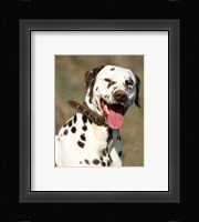 Dalmatian Portrait Fine Art Print