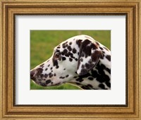 Dalmatian Profile Fine Art Print
