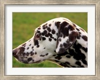 Dalmatian Profile Fine Art Print