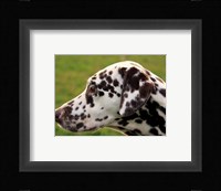 Dalmatian Profile Fine Art Print