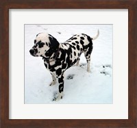 Dalmatian in Snow Fine Art Print