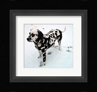 Dalmatian in Snow Fine Art Print