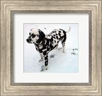 Dalmatian in Snow Fine Art Print