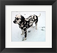 Dalmatian in Snow Fine Art Print