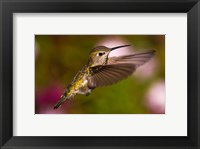 Fem Anna's Hummingbird Fine Art Print