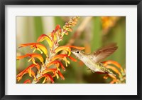 Female Anna's Hummingbird Feeding Fine Art Print