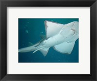 Shark Overhead Fine Art Print