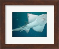 Shark Overhead Fine Art Print