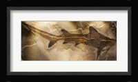 Galeorhinus Cuvieri Fine Art Print