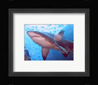 Grey Nurse Shark at Fish Rock Cave Fine Art Print