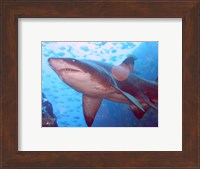 Grey Nurse Shark at Fish Rock Cave Fine Art Print