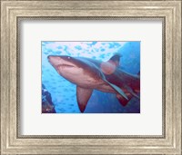 Grey Nurse Shark at Fish Rock Cave Fine Art Print
