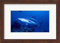 Grey Shark Fine Art Print