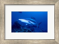 Grey Shark Fine Art Print