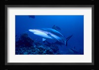 Grey Shark Fine Art Print