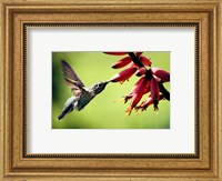 Hummingbird Canon Fine Art Print