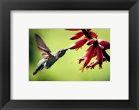 Hummingbird Canon Fine Art Print