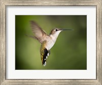 Hummingbird Texas Fine Art Print