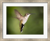 Hummingbird Texas Fine Art Print