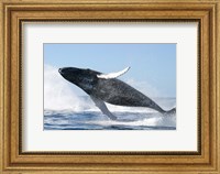 Humpback Whale Jumping Fine Art Print