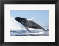 Humpback Whale Jumping Fine Art Print