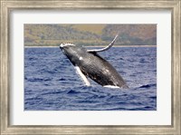 Humpback Whale Leaping Fine Art Print