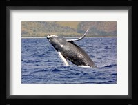 Humpback Whale Leaping Fine Art Print